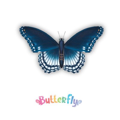 Wholesaler of Expositor Butterfly